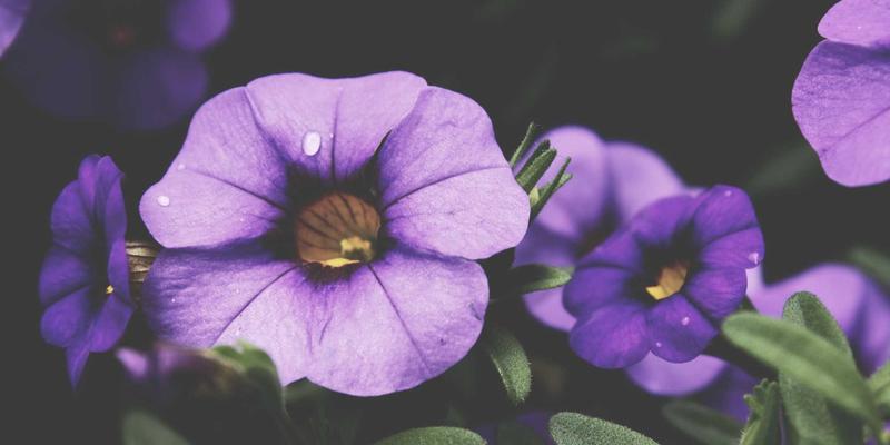 10鲜20：生鲜电商如何重塑食材配送与水果配送新体验