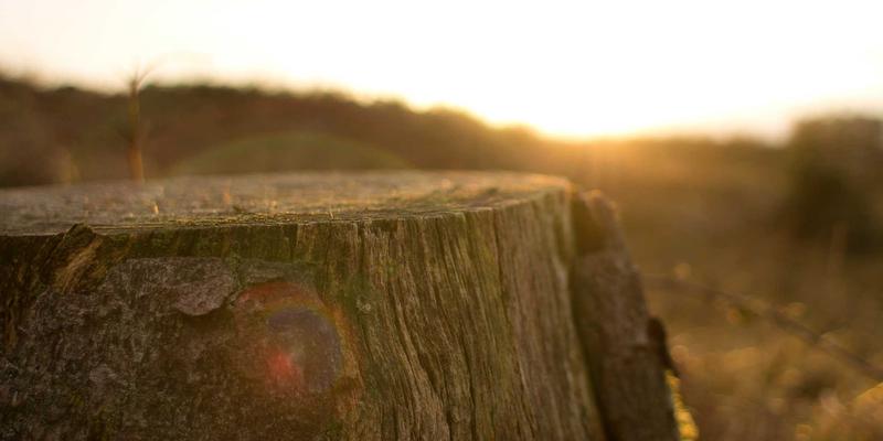 10鲜4：解码果蔬电商的黄金法则，如何让新鲜蔬菜直达餐桌