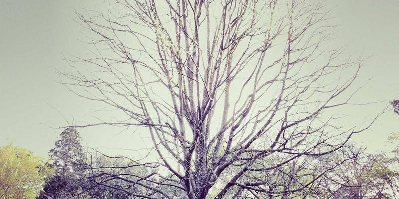 10鲜智能保鲜技术解析：AI算法如何精准预测并延长果蔬最佳食用期