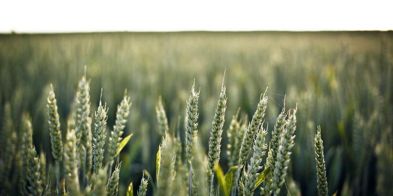 新手爸妈的辅食助手：10鲜婴幼儿有机食材净菜包，让生鲜电商配送安全营养一步到位