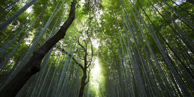 都市轻食主义：用10鲜订购的新鲜蔬菜与健康食品打造一周科学减脂餐单